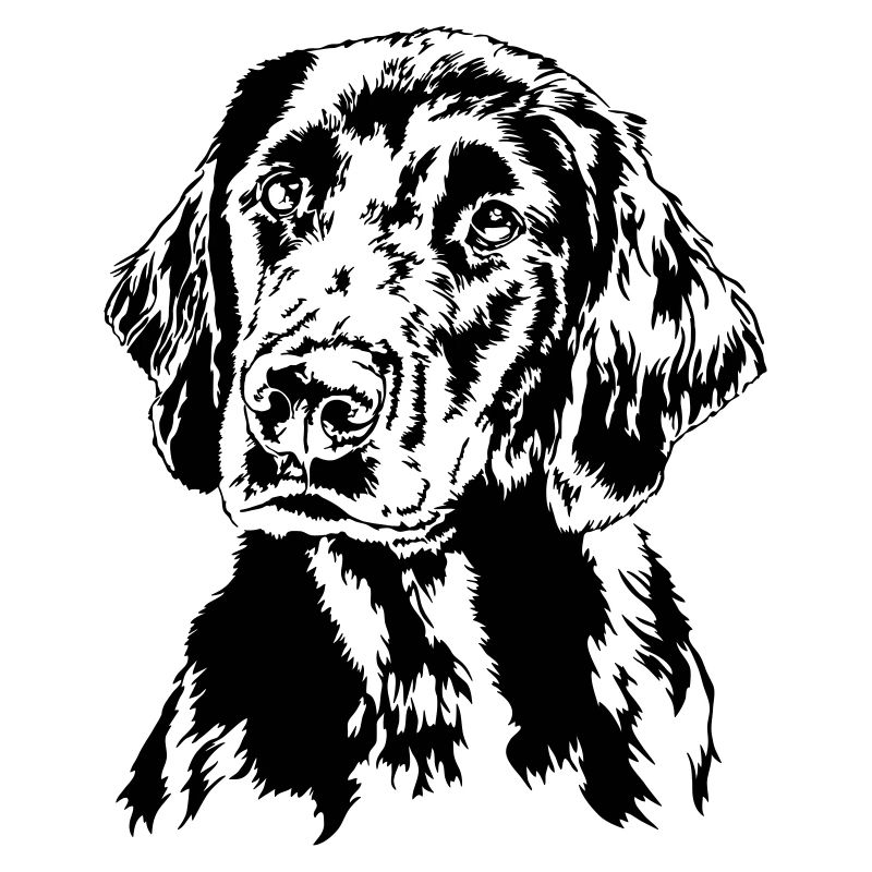 FLAT COATED RETRIEVER chiens chien chien de chasse Wilsigns