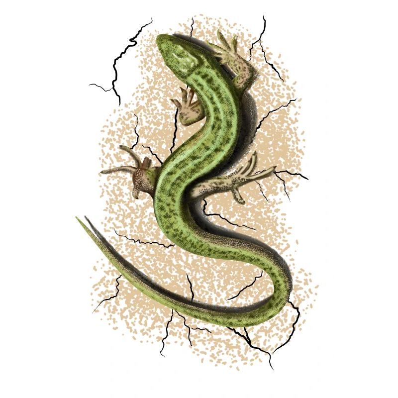 Lizard