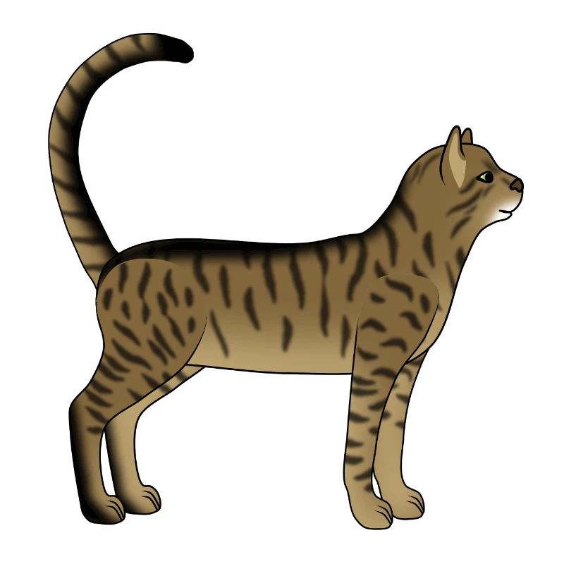 Chat rayé est