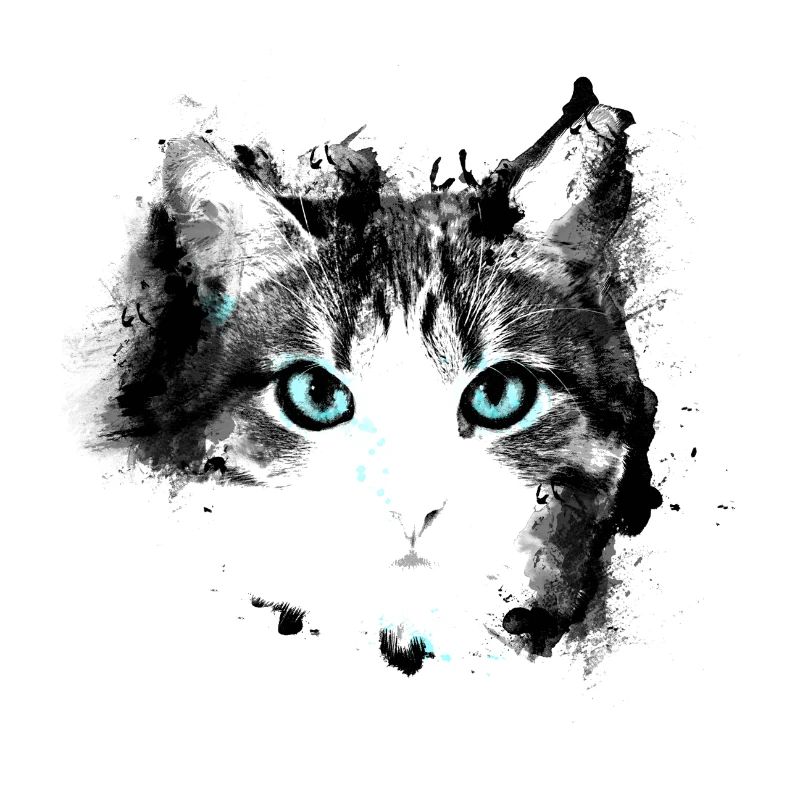 Yeux chat