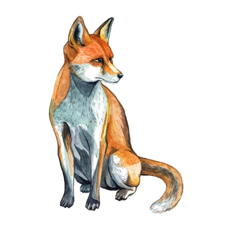 Fox