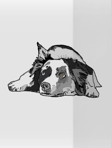 Australian Shepherd