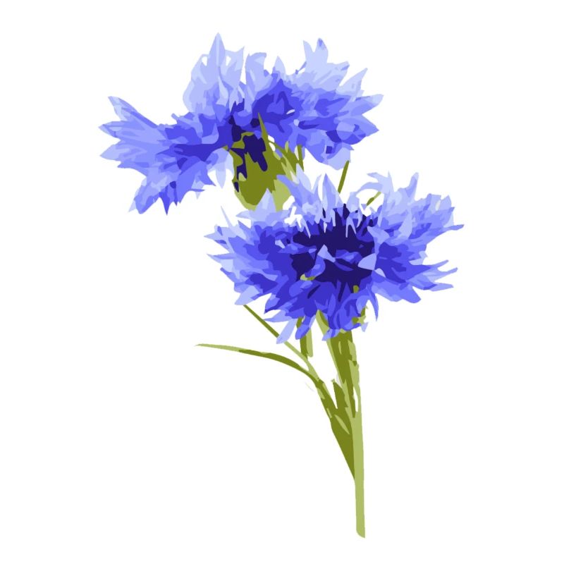 cornflower