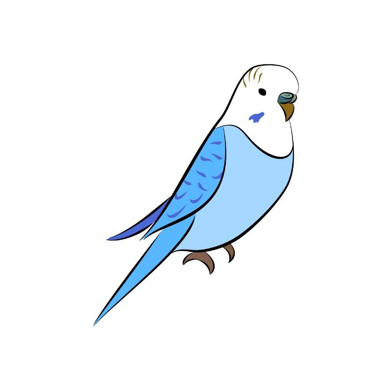 perruche bleu