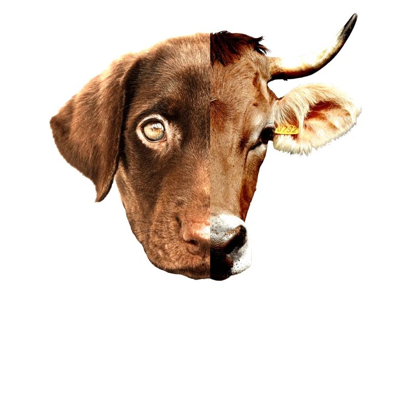 No Difference Pro Vegan Vegetan Tierschutz