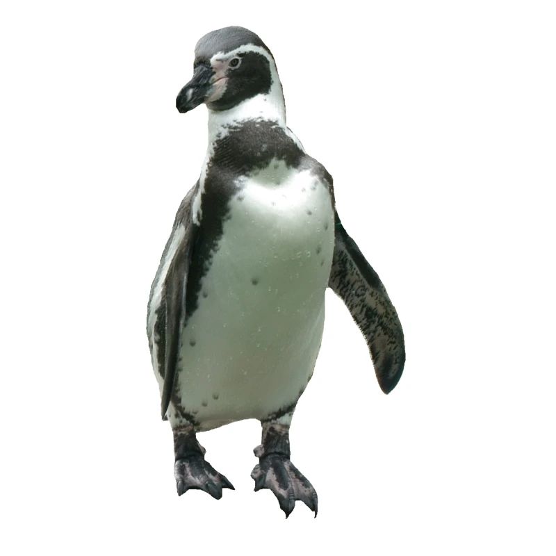 Pinguin