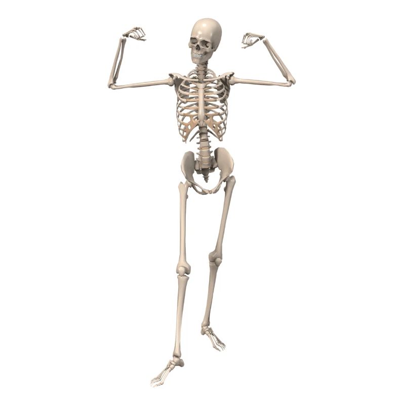 skeleton bone man