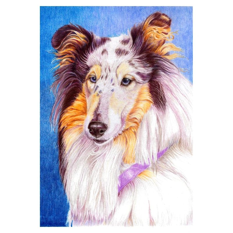 collie blueMerle sticker