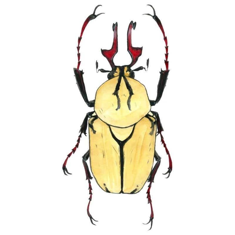 kaefer heller Panzer rotes Geweih