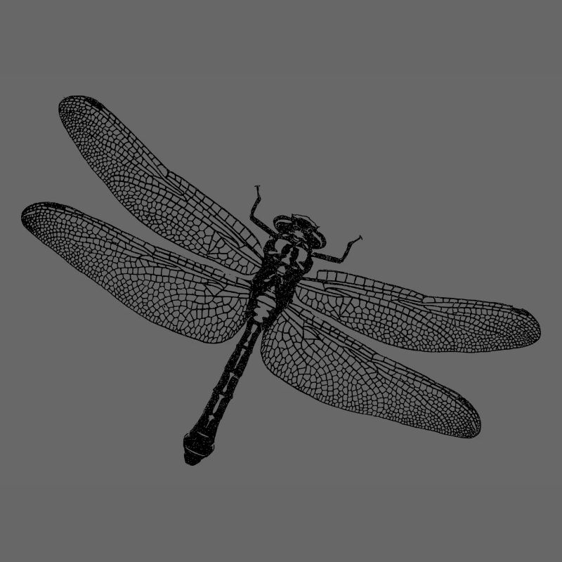 Libelle