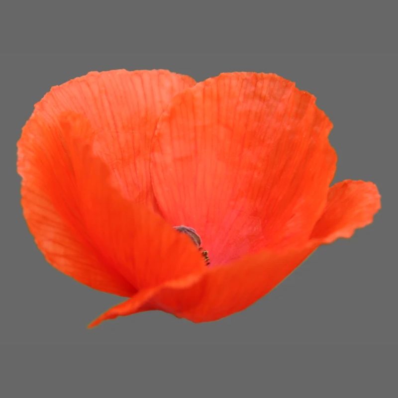 Mohnblume Mohn Klatschmohn