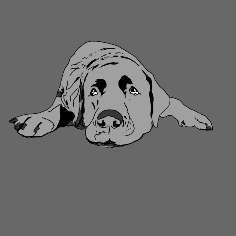 Labrador