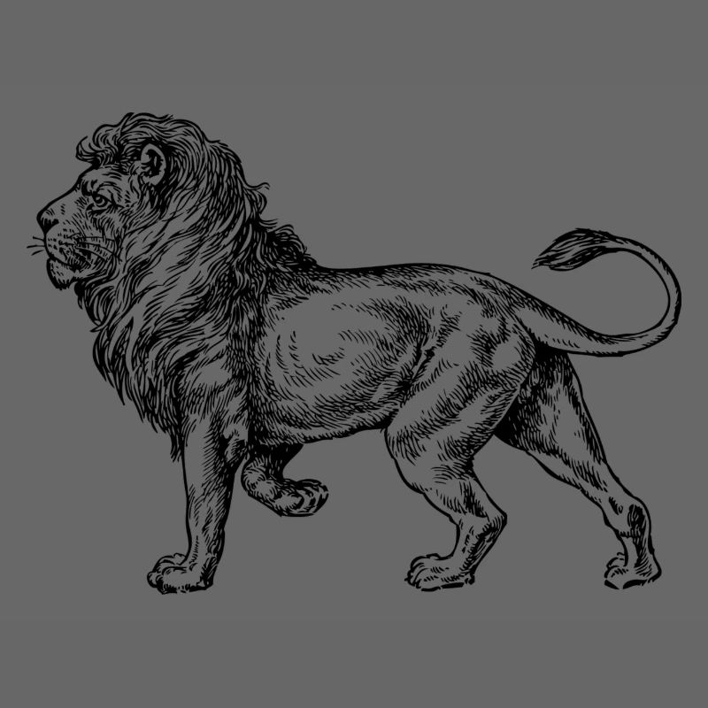 Big lion black and withe