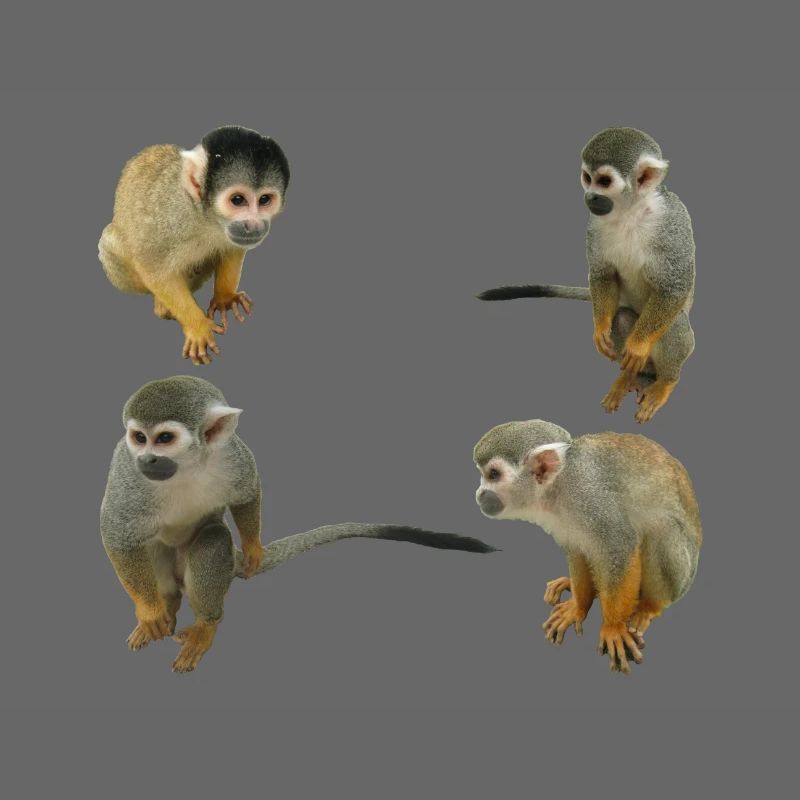 Monkeys