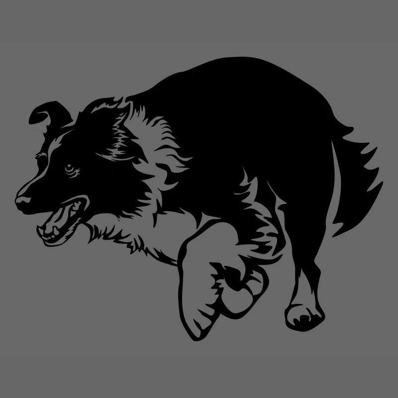 Border Collie