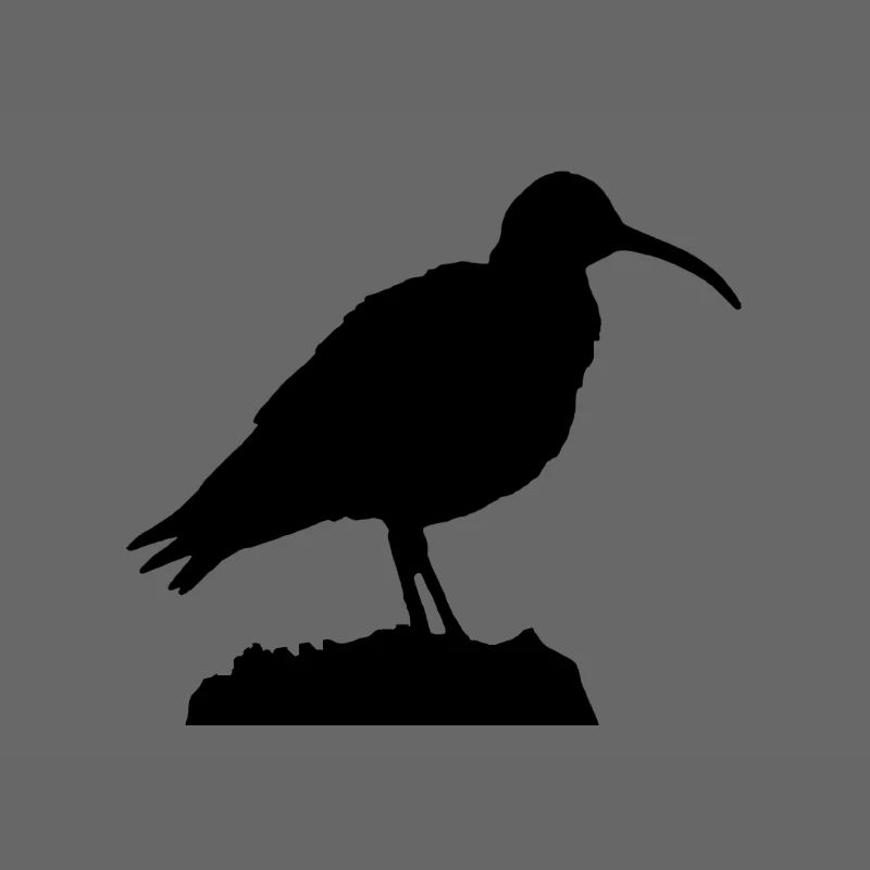 Brachvogel