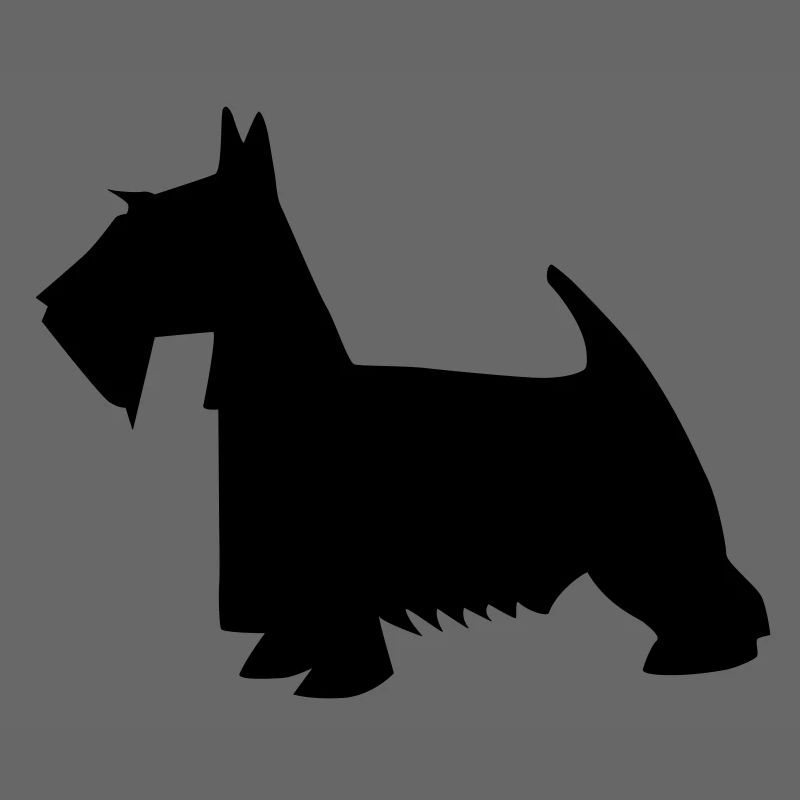 terrier écossais noir