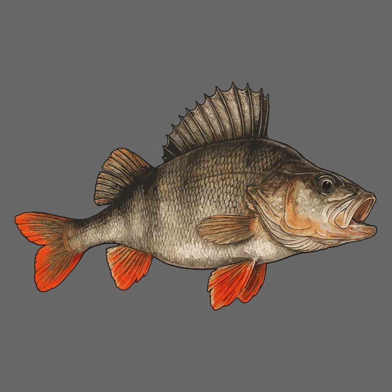 Perche Perche Perche Perche Perche Pêche Perche Perche
