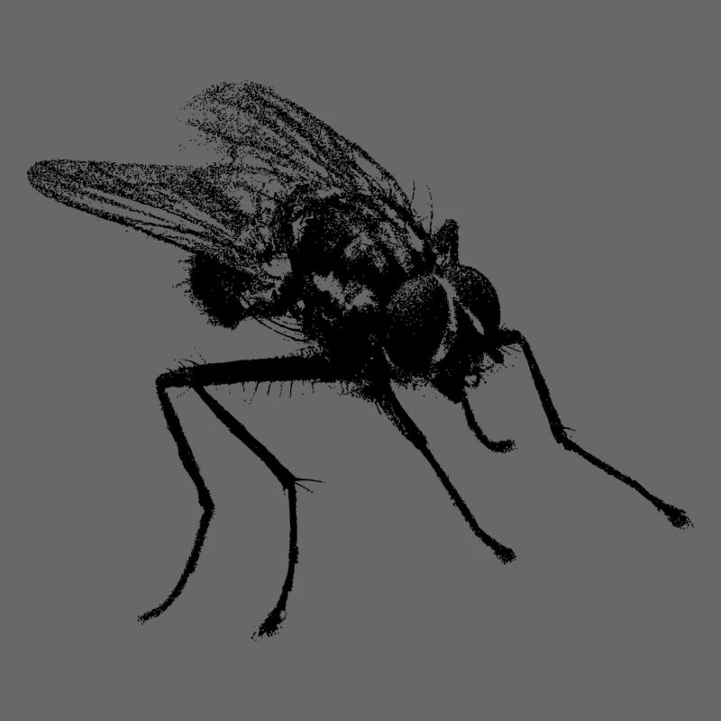 Fliege