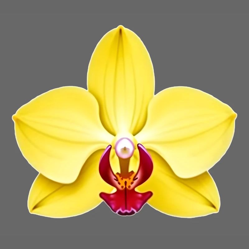 Orchidee