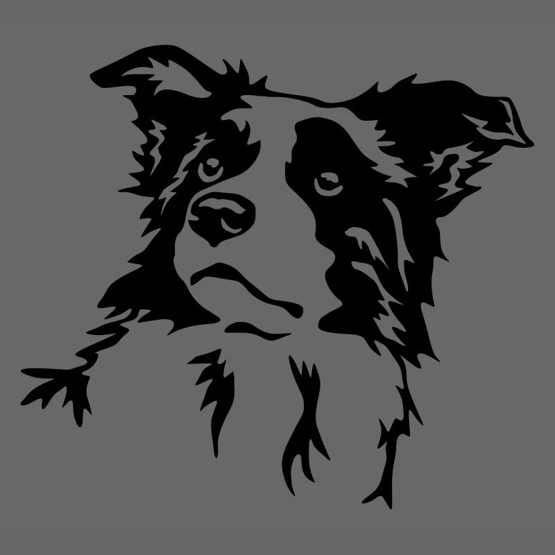 Border Collie Kopf