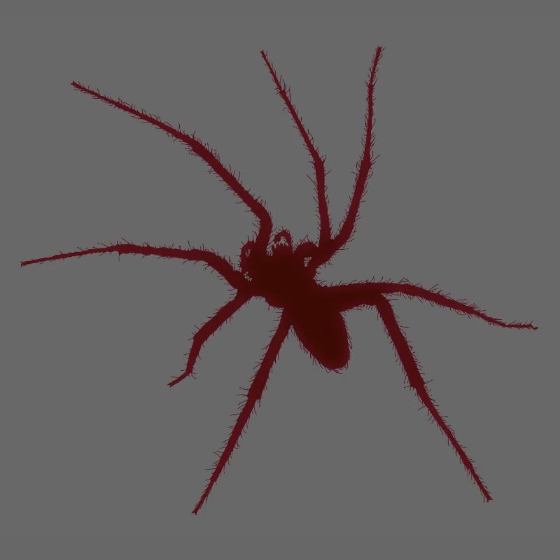 araignée