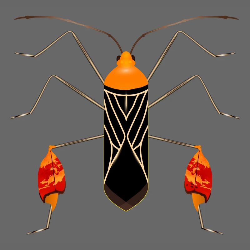 Anisoscelis alipes leaf-footed bug exotic insect