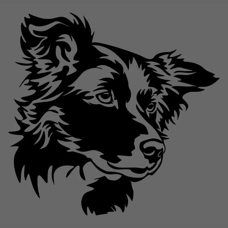 Border Collie Kopf