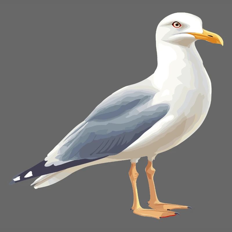Coastal Clouds Seagull