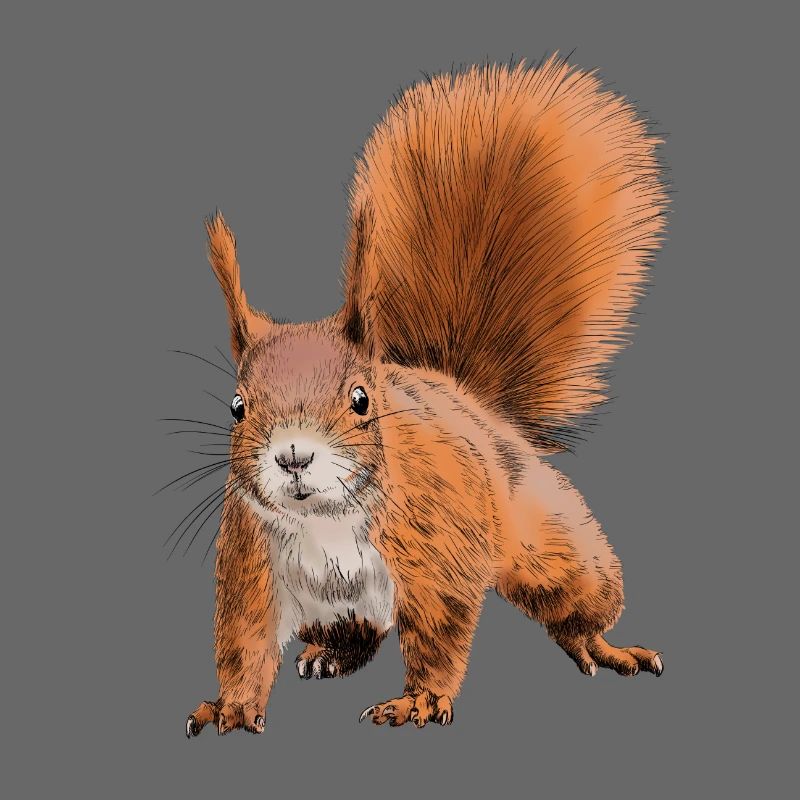 squirrel