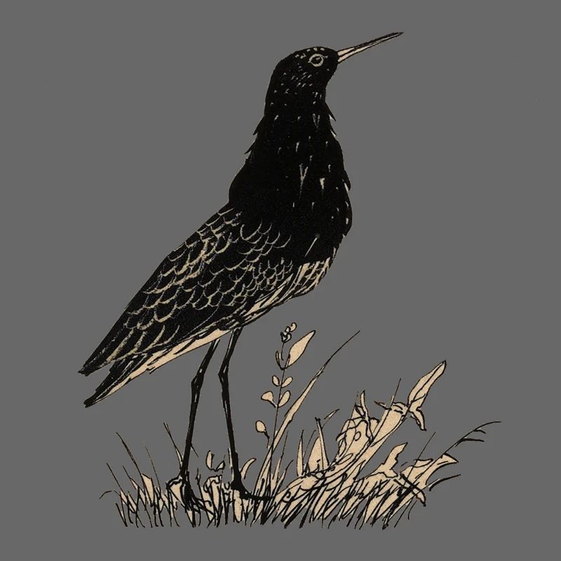 Oiseau