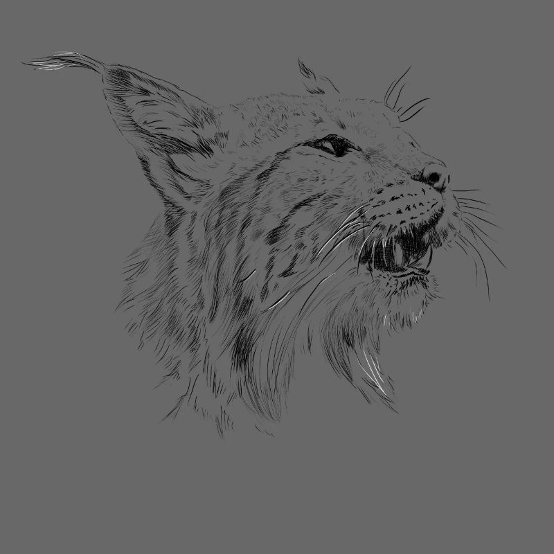 Luchs