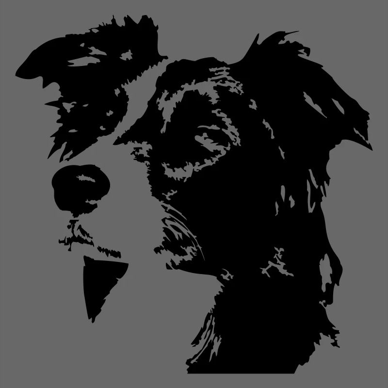 Border Collie Kopf