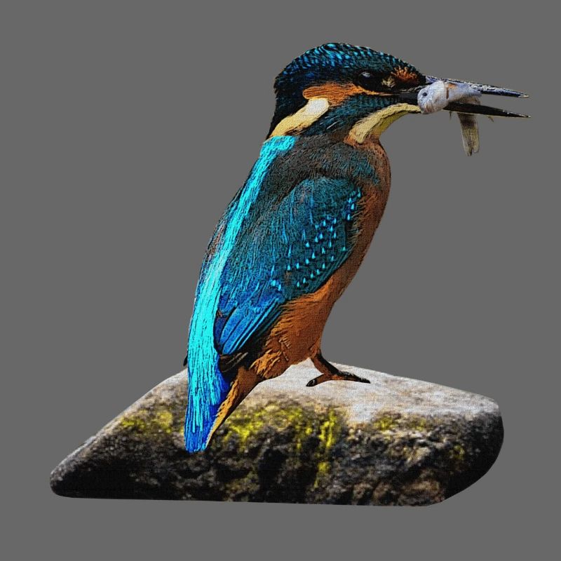 coole vögel, fischendes Eisvogel männchen