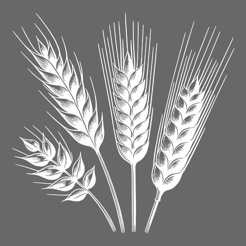 Différents types d’épis de céréales