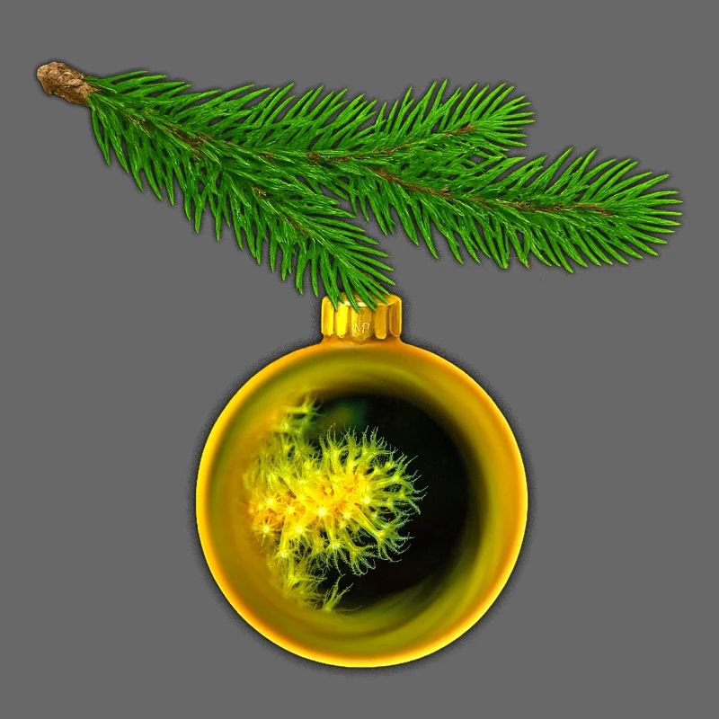 Weihnachtskugel mit Krustenanemonen am Tannenzweig