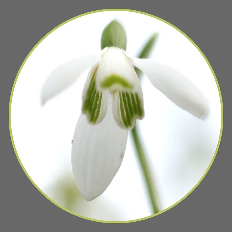 Source de la Fleur de Perce-Neige