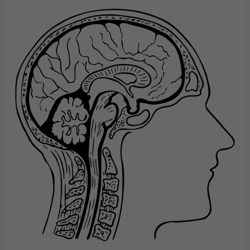 anatomie