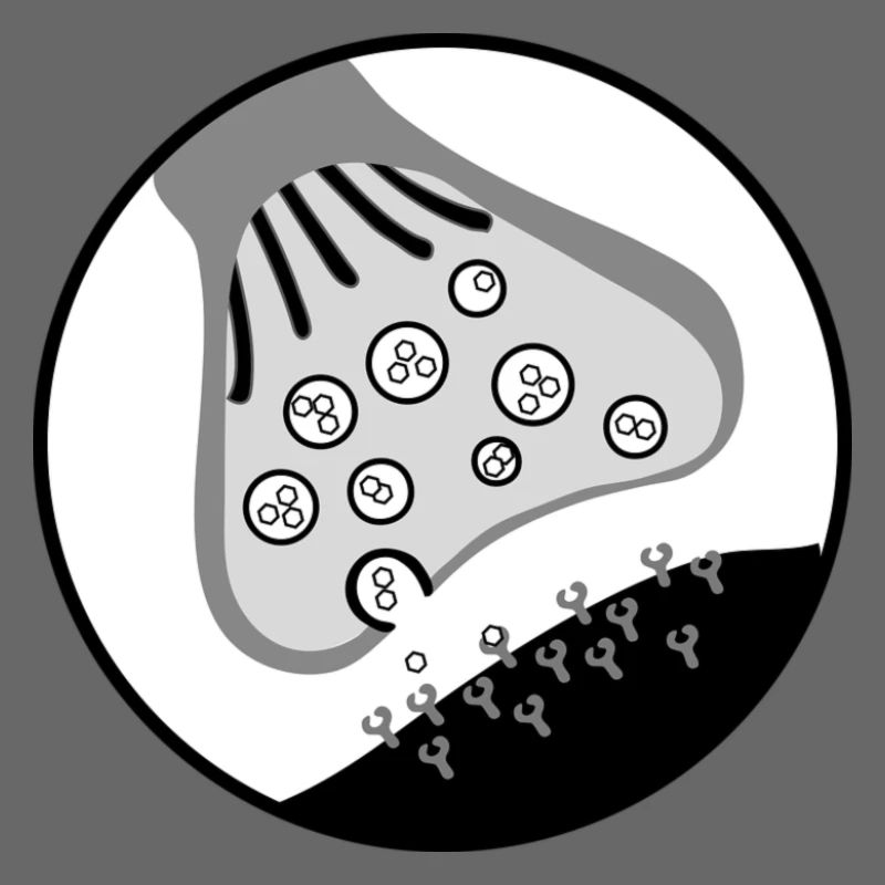 Synapse