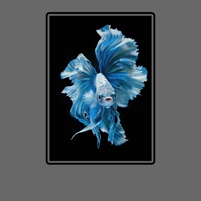 Bettas Betta Poisson Betta