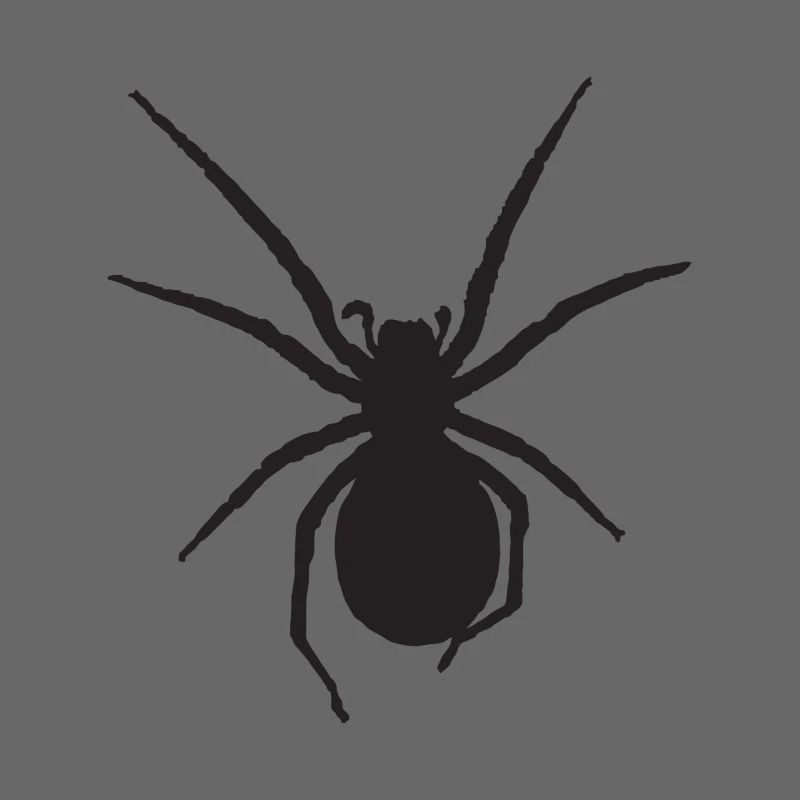 Spinne Nosferatu-Spinne