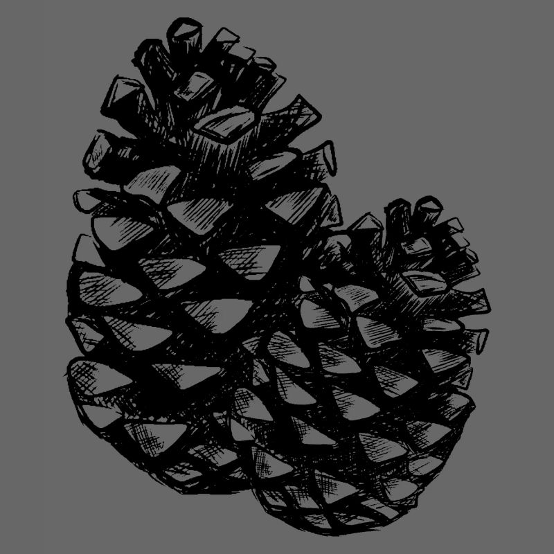 Two pine cones