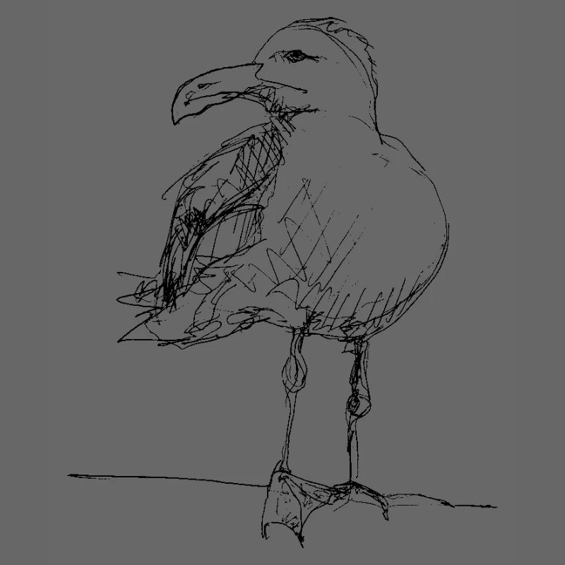 Gull