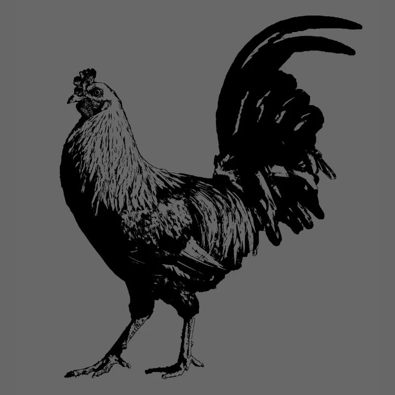 Rooster / Gockel / Chicken