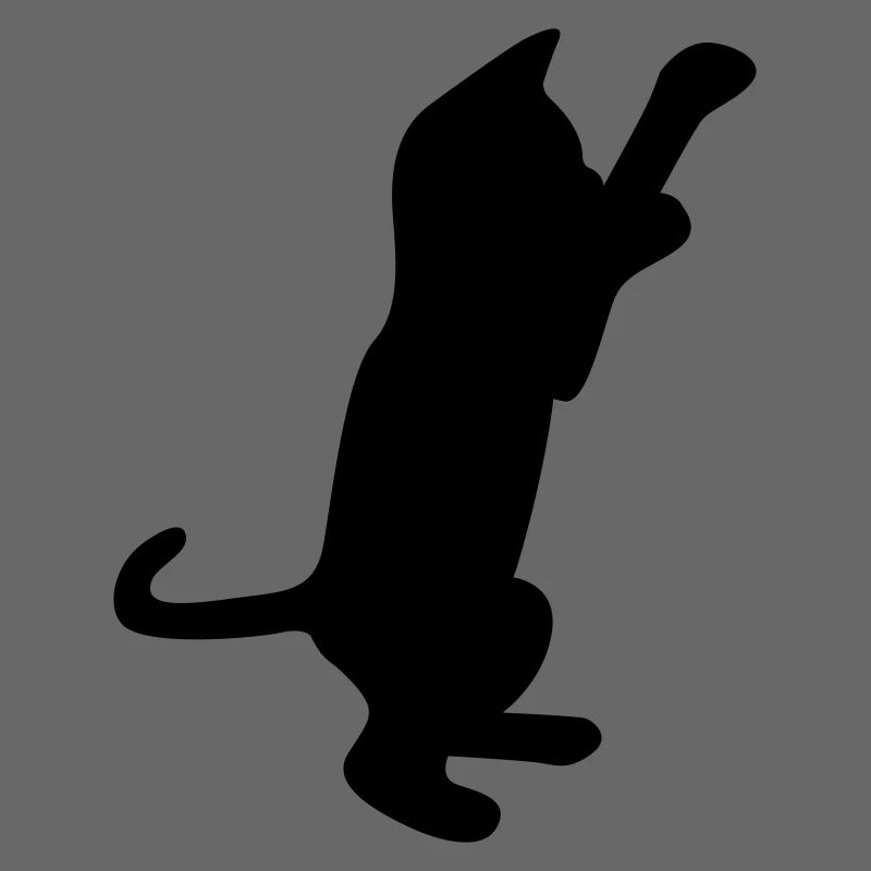 cat kitten
