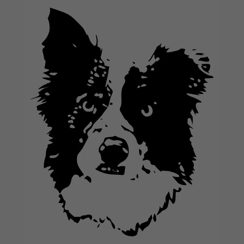 border_collie_benny_cb