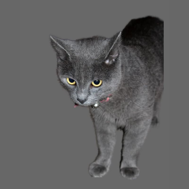 Katze schwarz grau