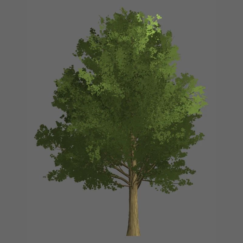 Arbre forêt érable, coloré, vert