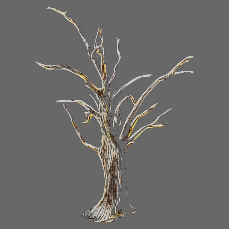 Baum