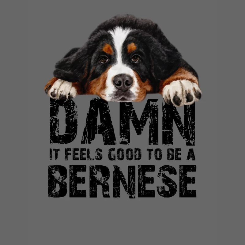 Bouvier bernois